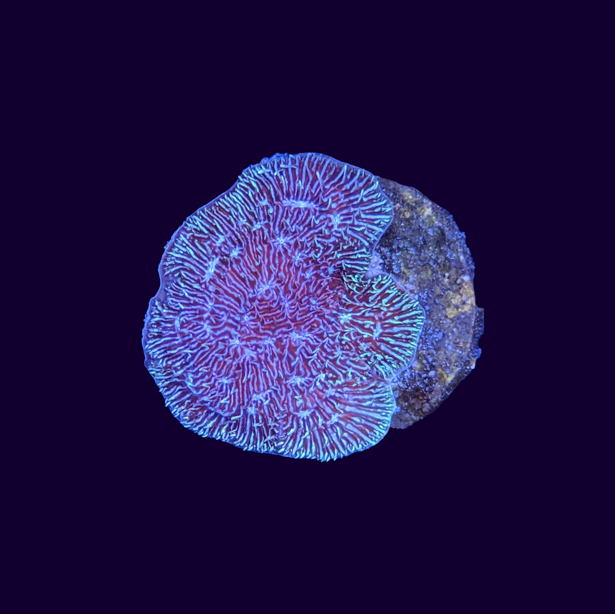 Deep Purple Pavona (UK Grown)