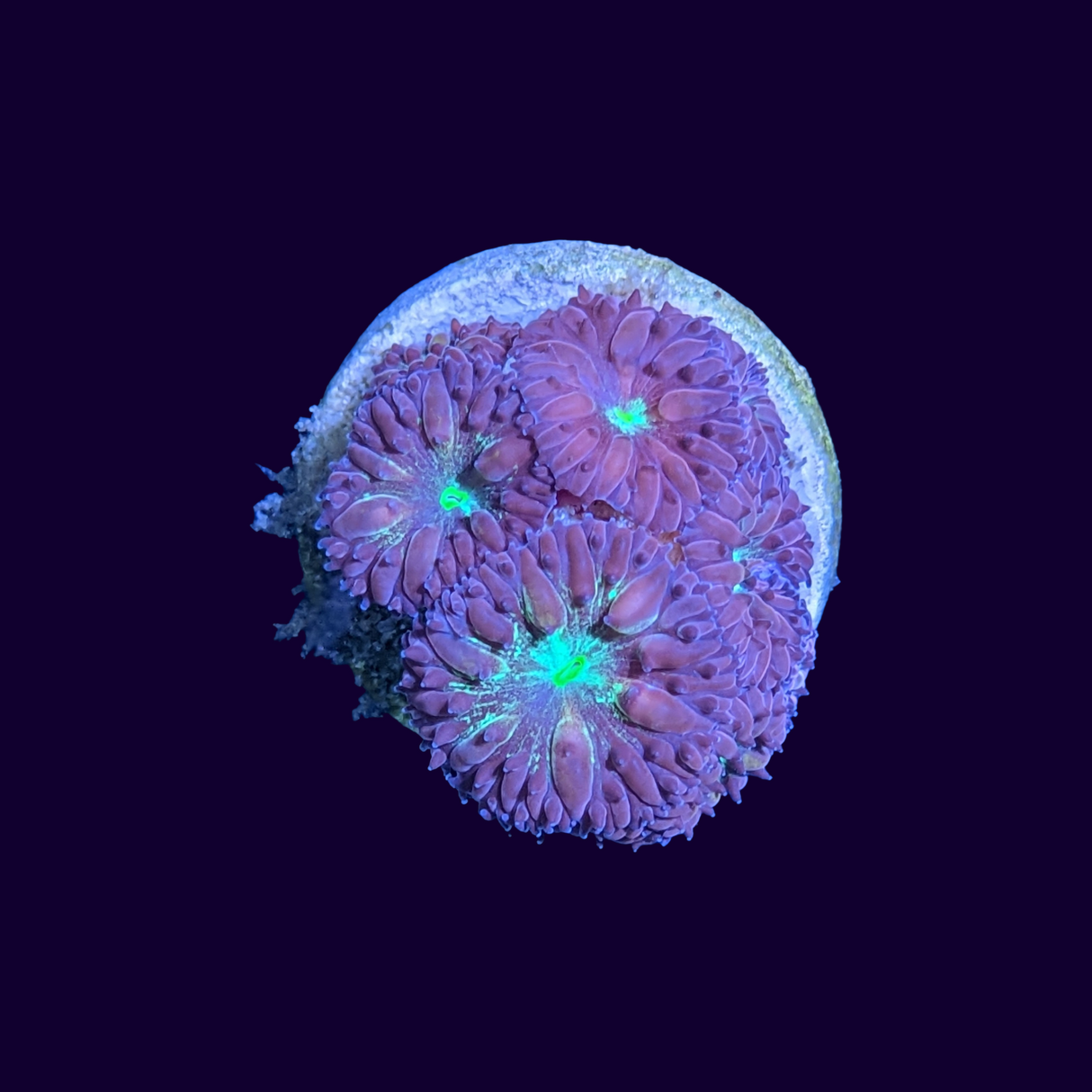 Red & Green Blastomussa 6+ heads