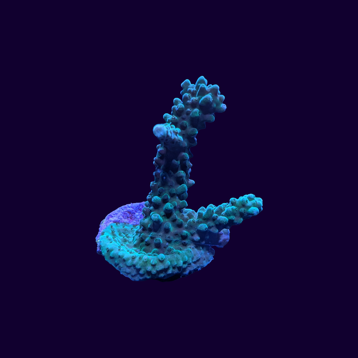 Acropora Frag (UK Grown)