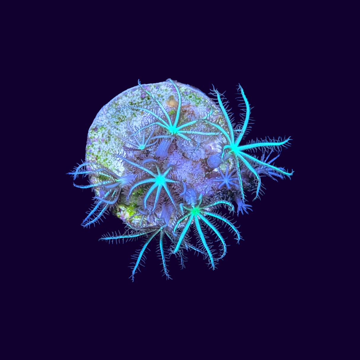 Green Star Polyp Frag