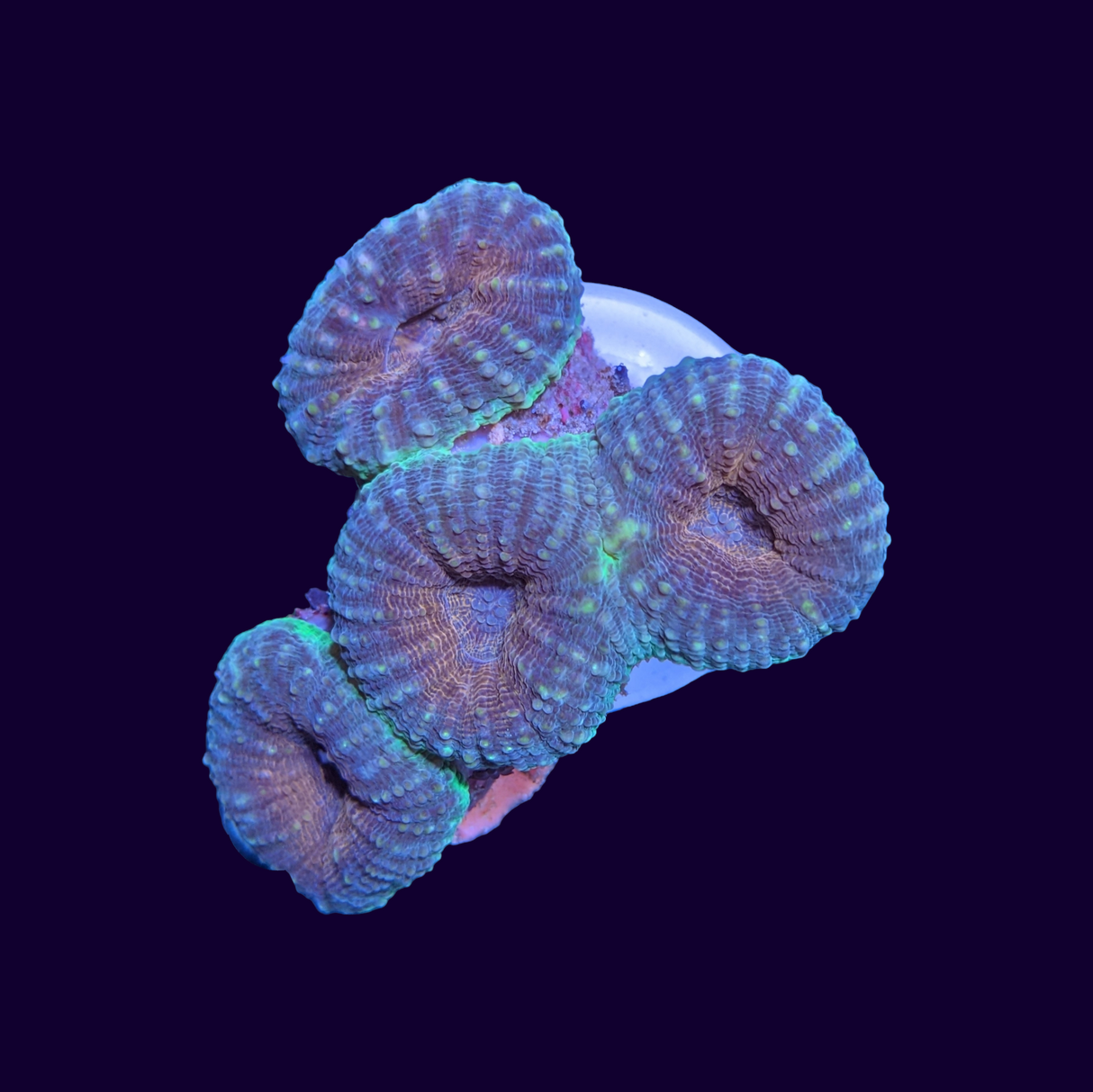 Lobophyllia