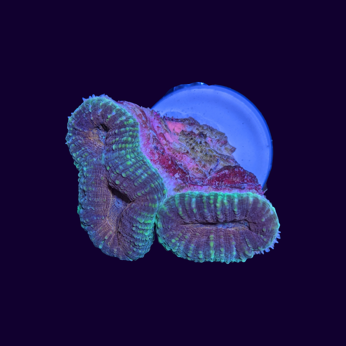 Lobophyllia