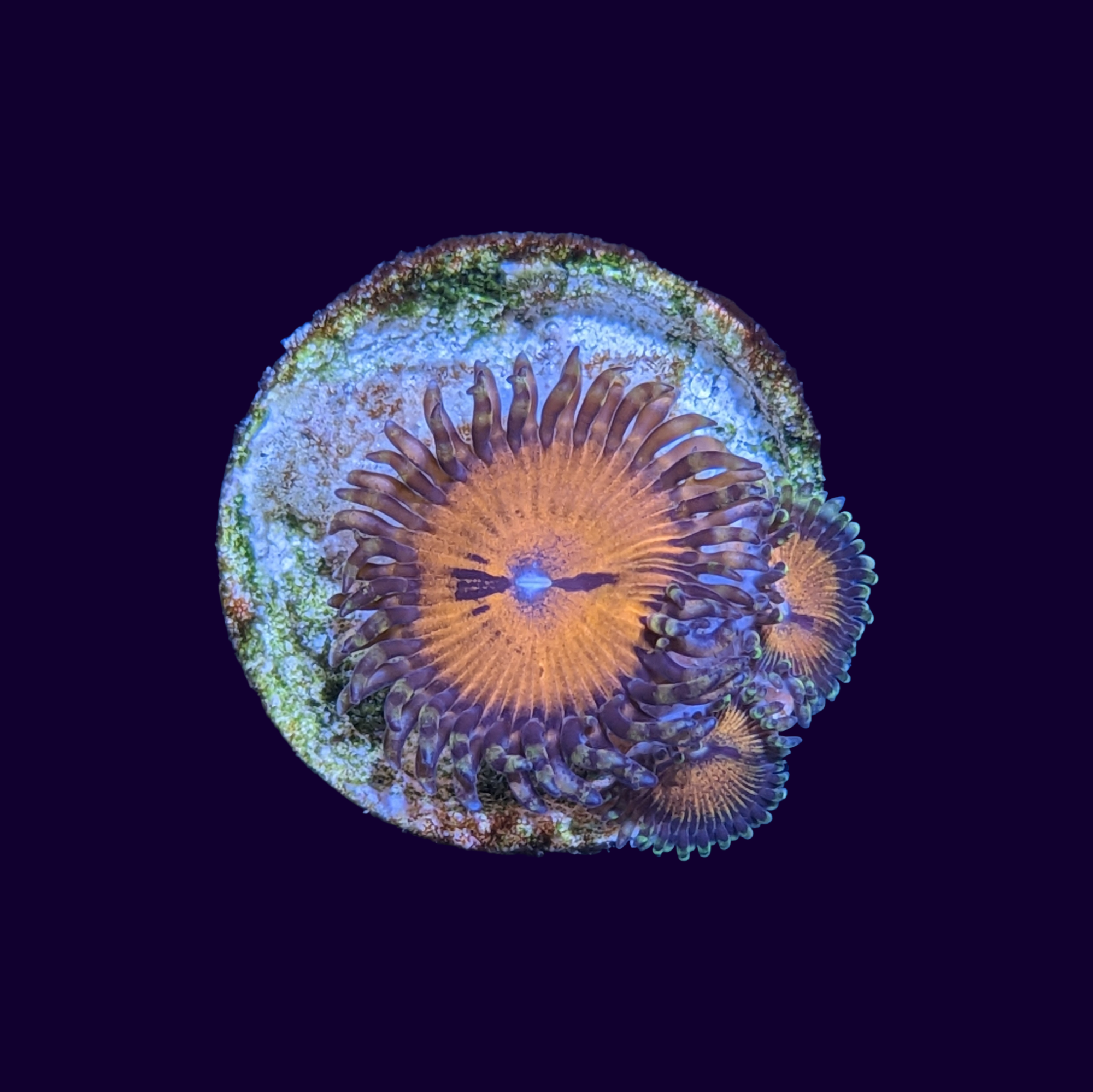 Bloodshots Zoa