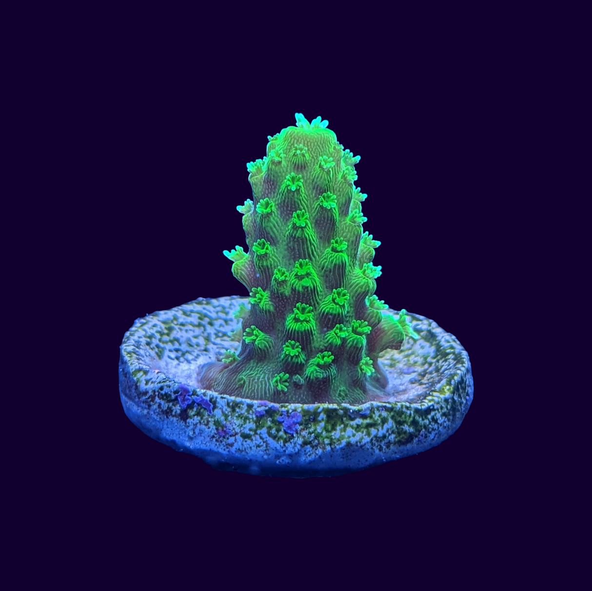 Acropora Frag (UK Grown)