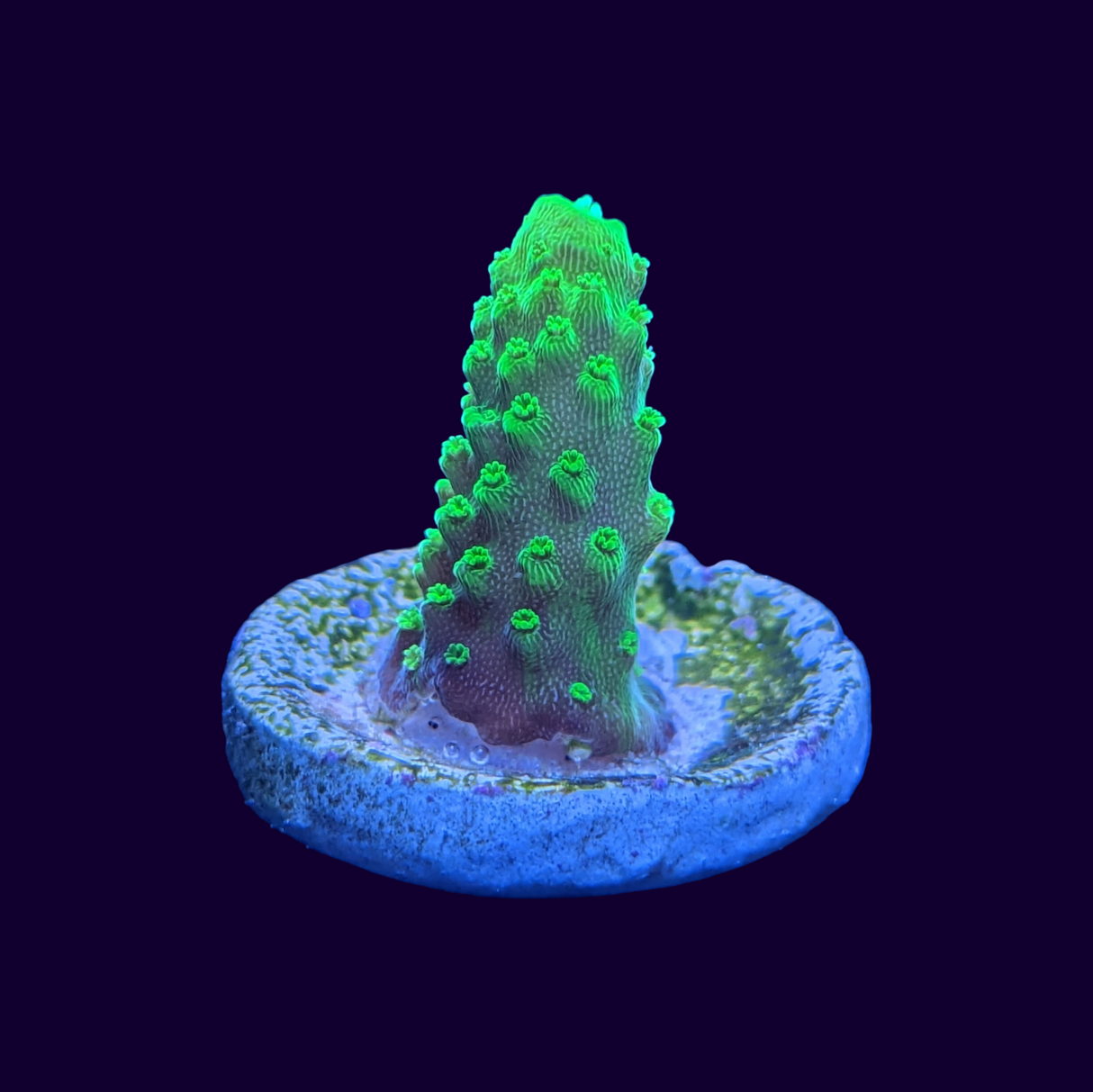 Acropora Frag (UK Grown)