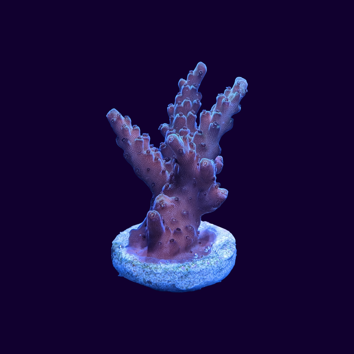 Acropora Frag (UK Grown)