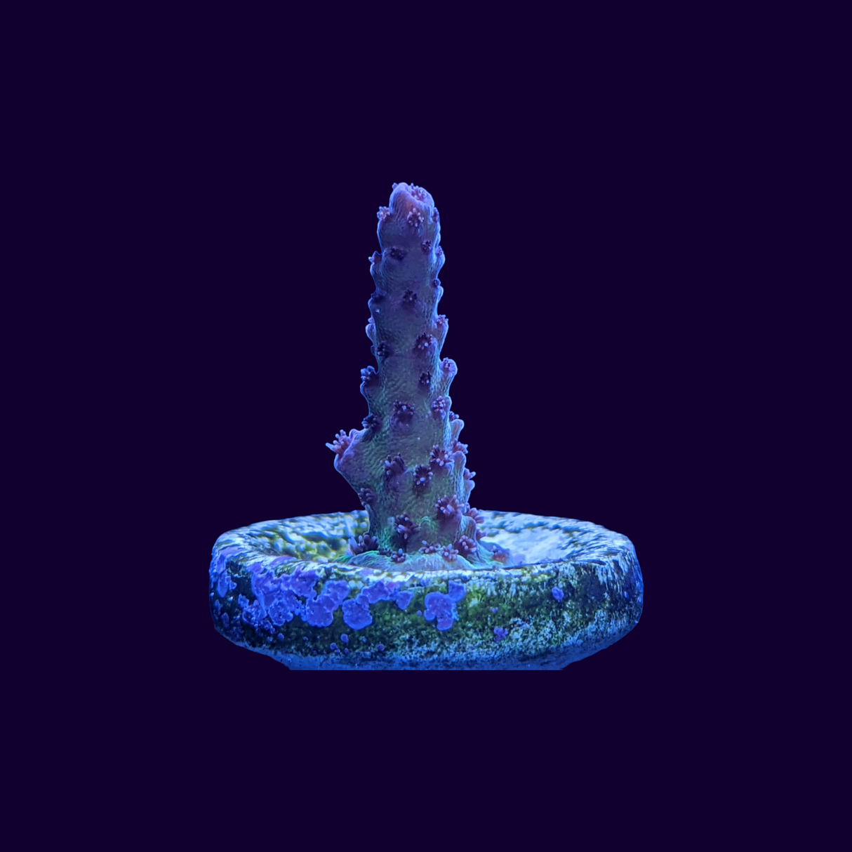 Acropora Frag (UK Grown)