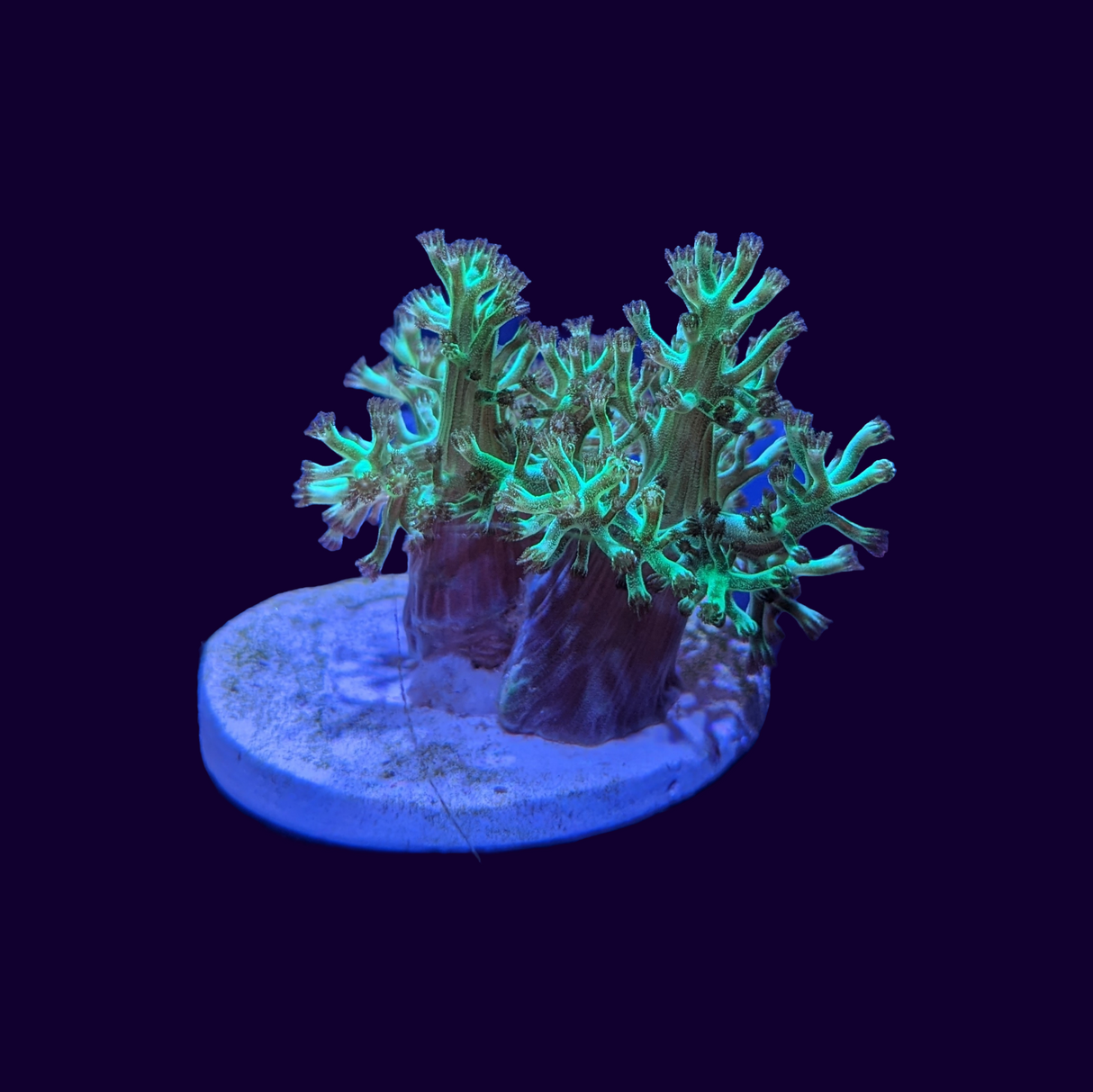 Green Kenya Tree (UK Grown)