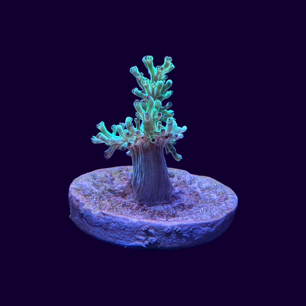 Green Kenya Tree (UK Grown)