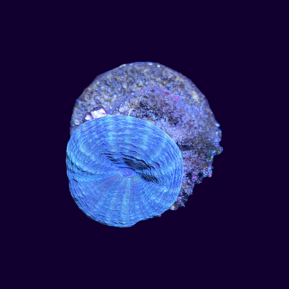 Lobophyllia