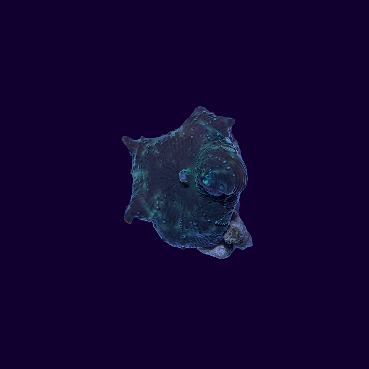 Discosoma Mushroom