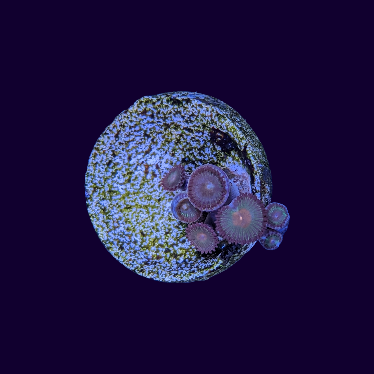 Zoa Frag