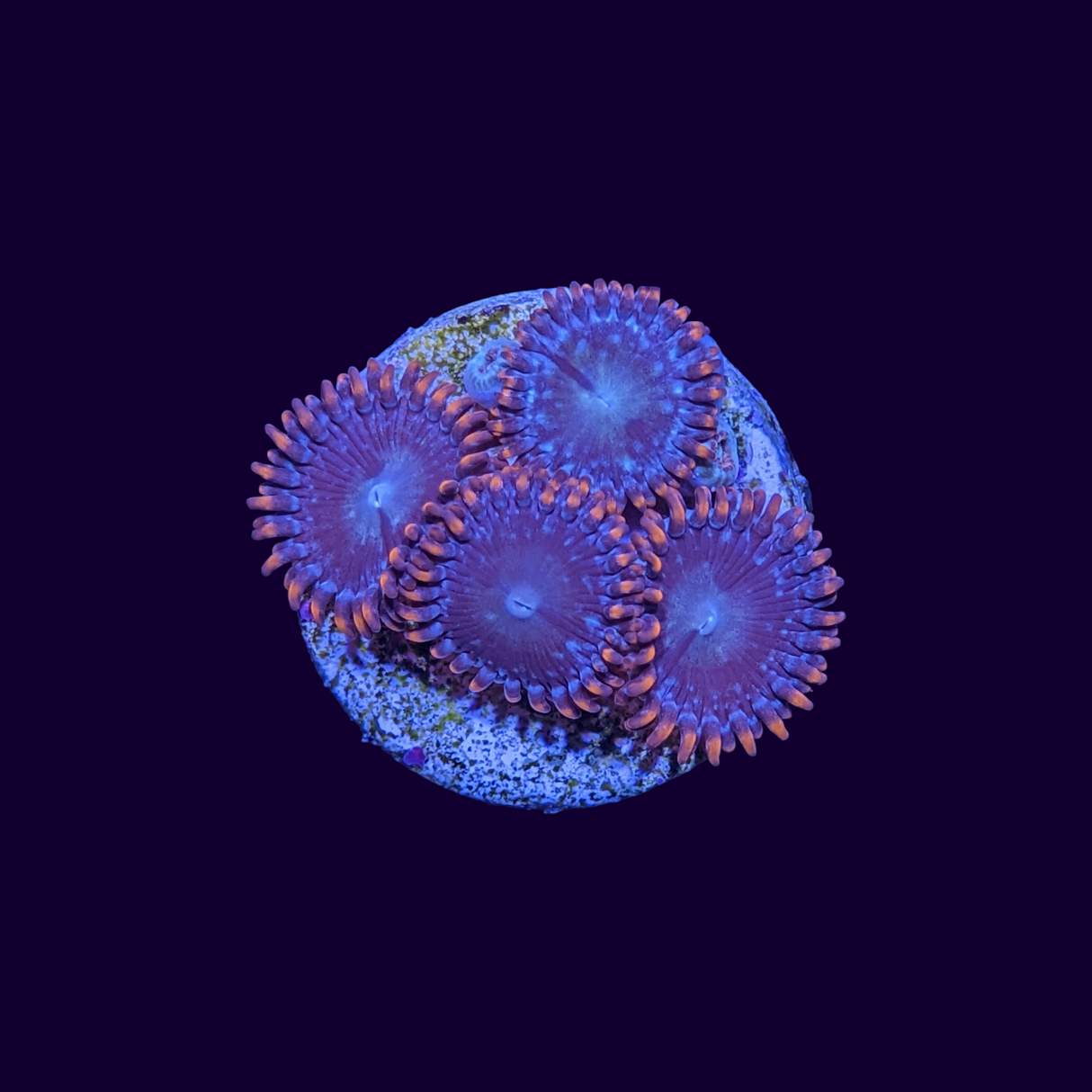 Zoa Frag