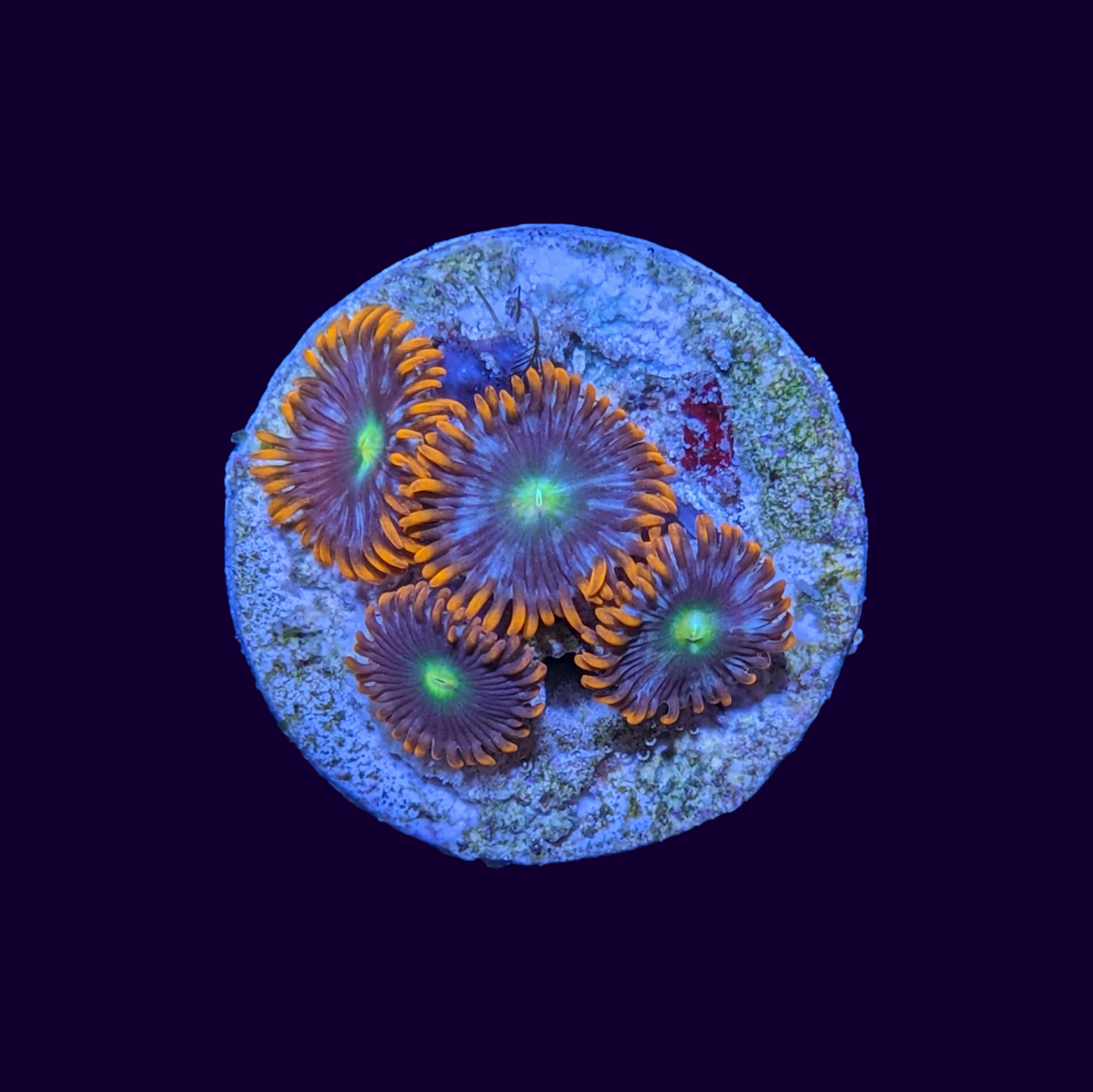 Flaming Sun Zoa Frag