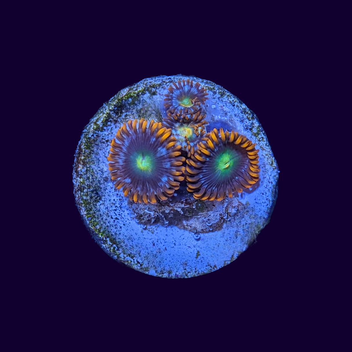 Flaming Sun Zoa Frag