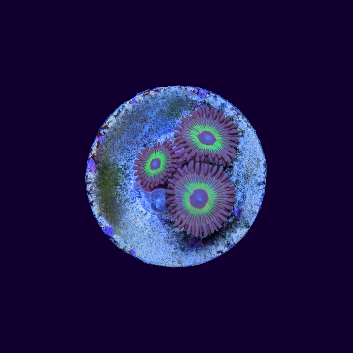 Bob Marley Zoa Frag