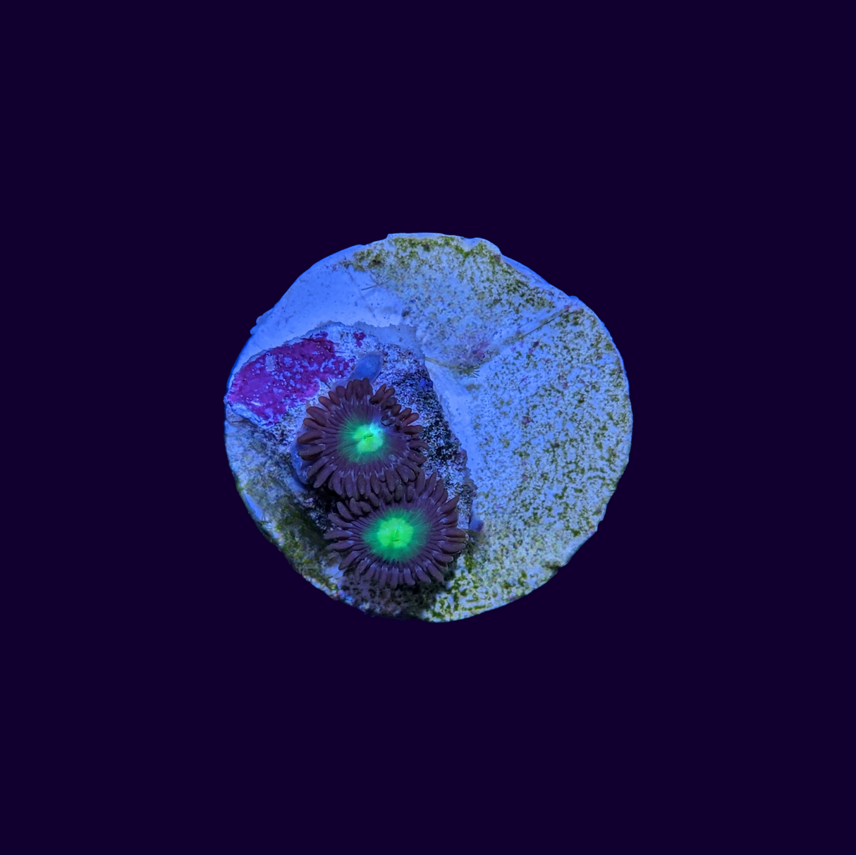 Zoa Frag