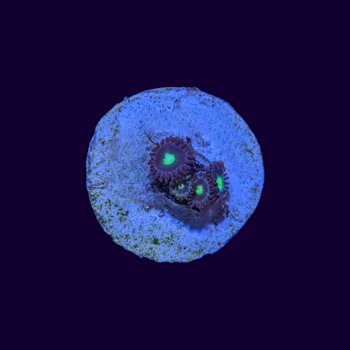 Zoa Frag