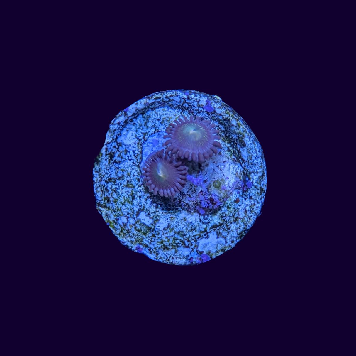 Zoa Frag