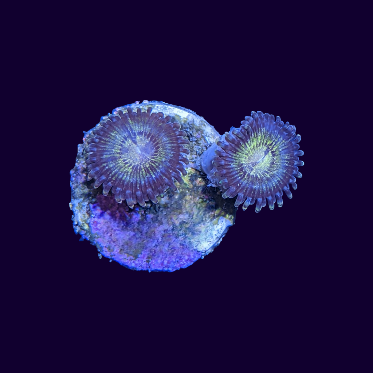 Reverse Space Monster Zoa Frag