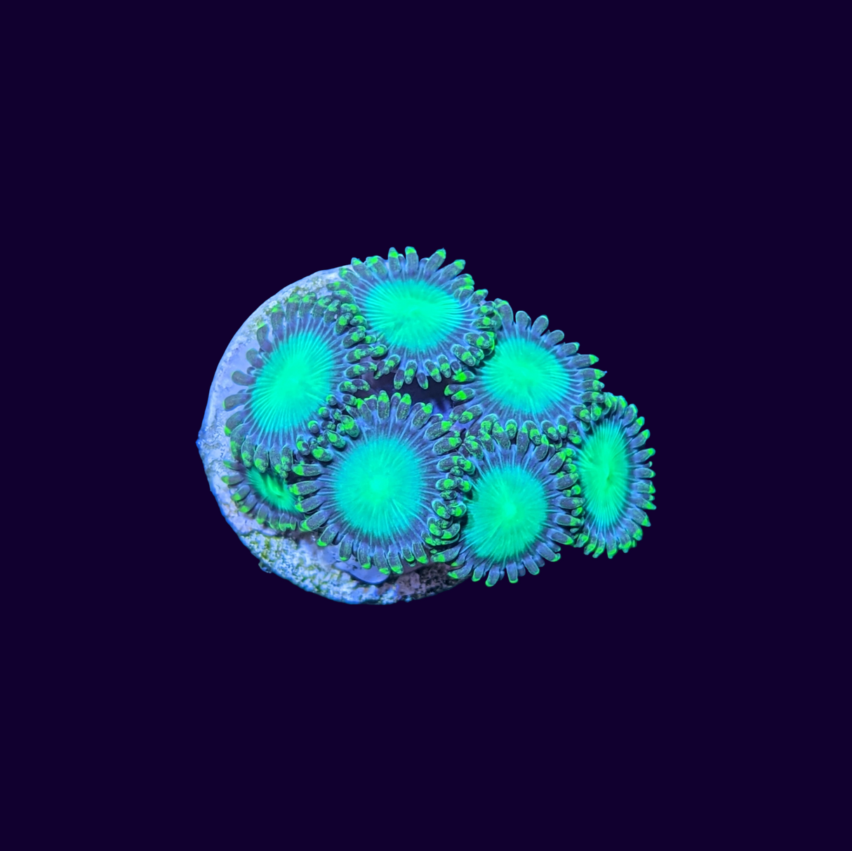 Radioactive Dragons Eye Zoa Frag