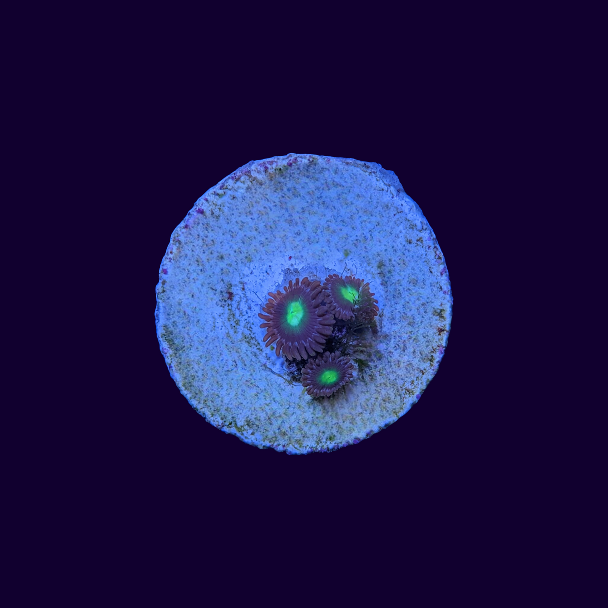 Mint Chocolate Zoa Frag