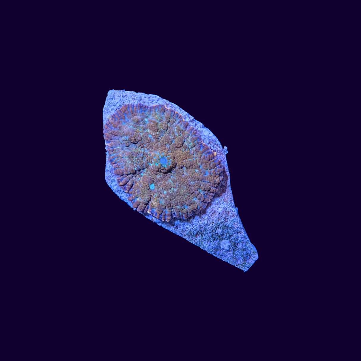 Rhodactis Mushroom