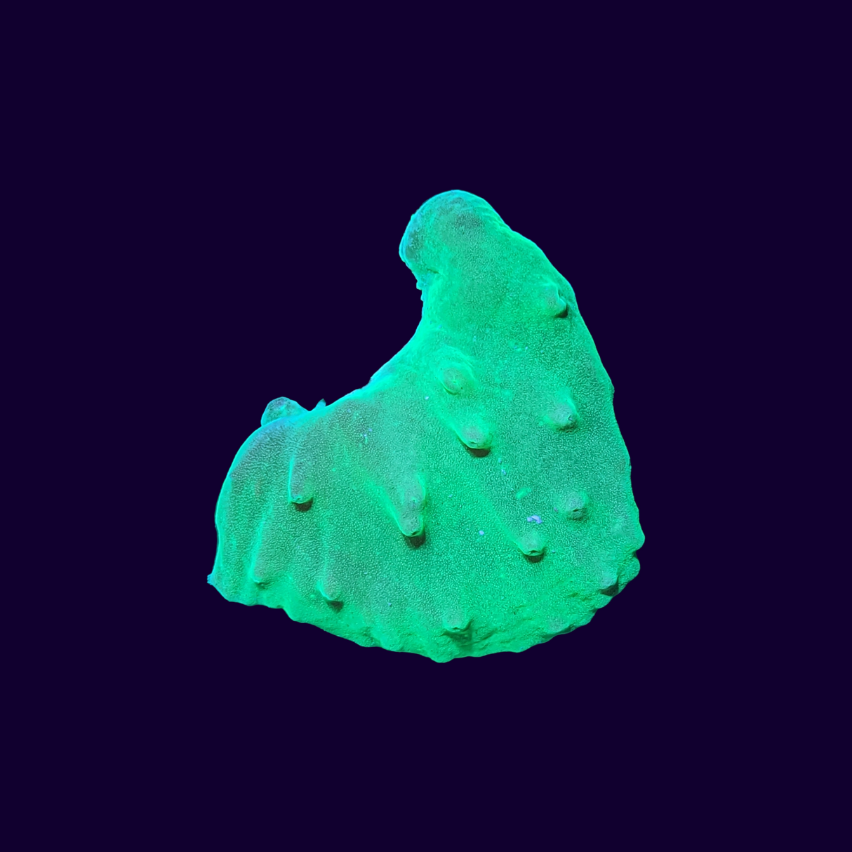 Green Sinularia Dura Cabbage Coral