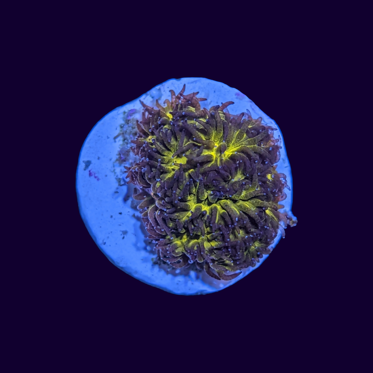 Orange Leptastrea Frag