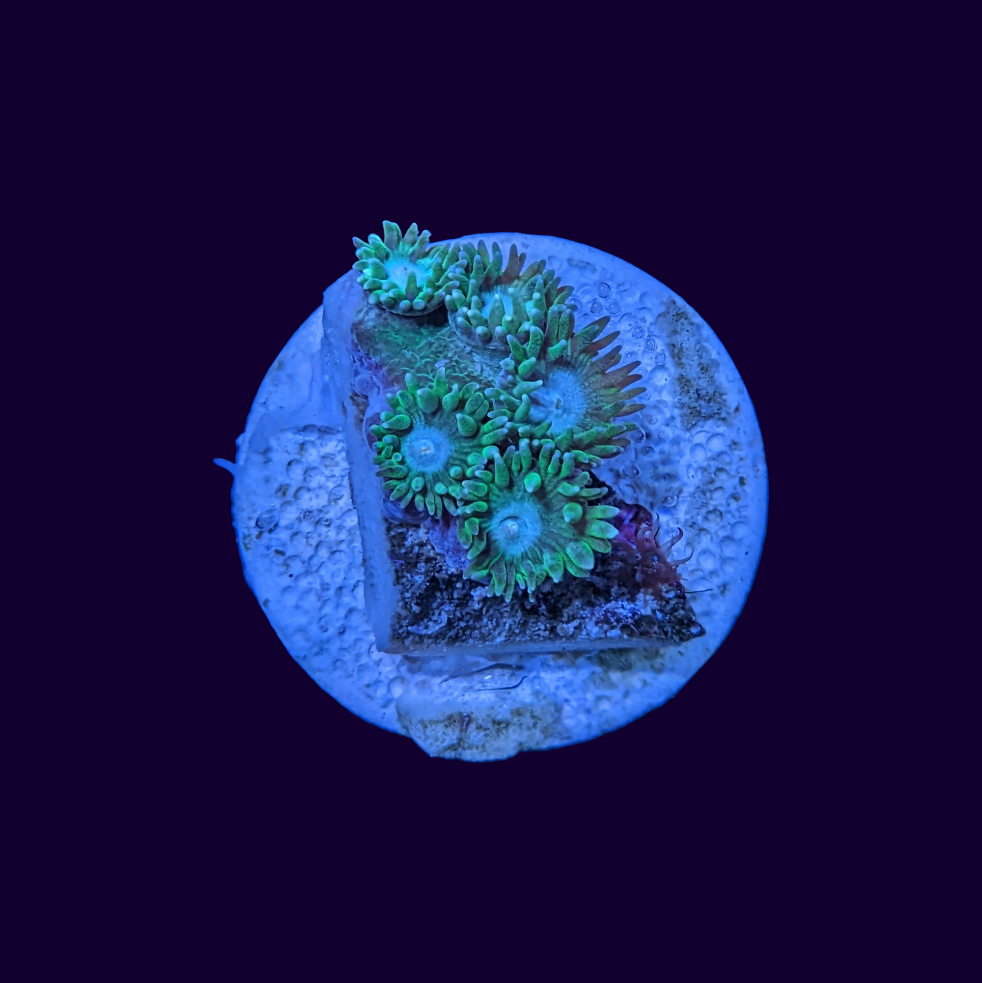 Green Turbinaria Peltata (Cup Coral)