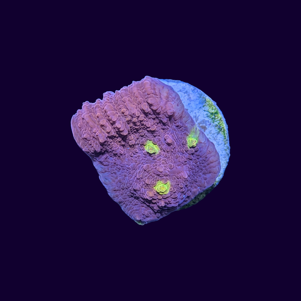 Ironman Chalice (UK Grown)