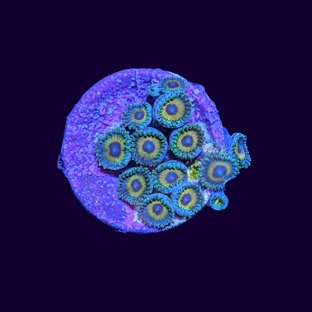 Eagle Eyes Zoa Frag