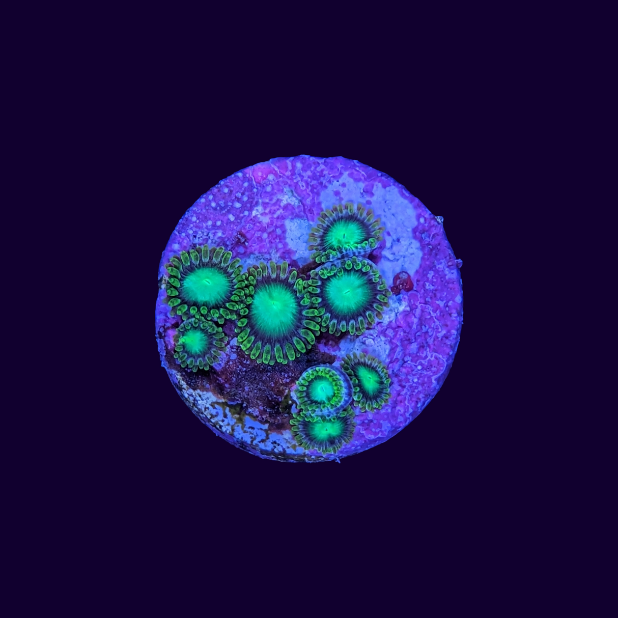 Radioactive Dragons Eye Zoa Frag