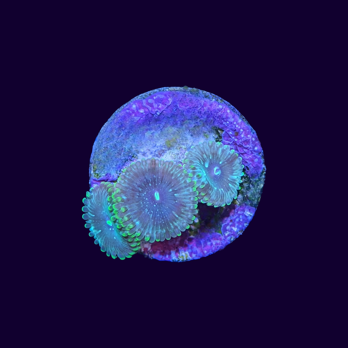 Hawaiian People Eater Zoa