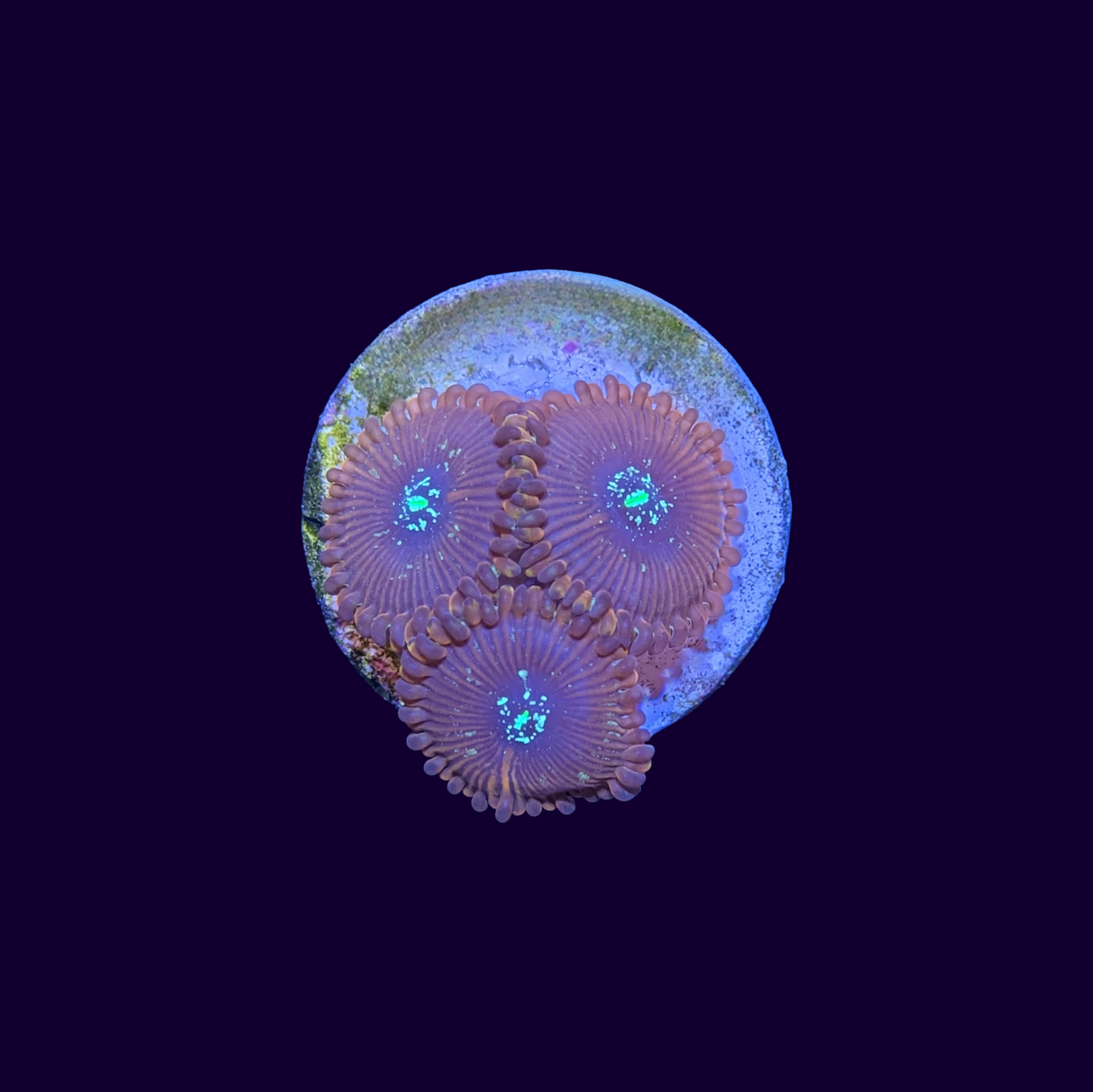 Magician People Eater Zoa