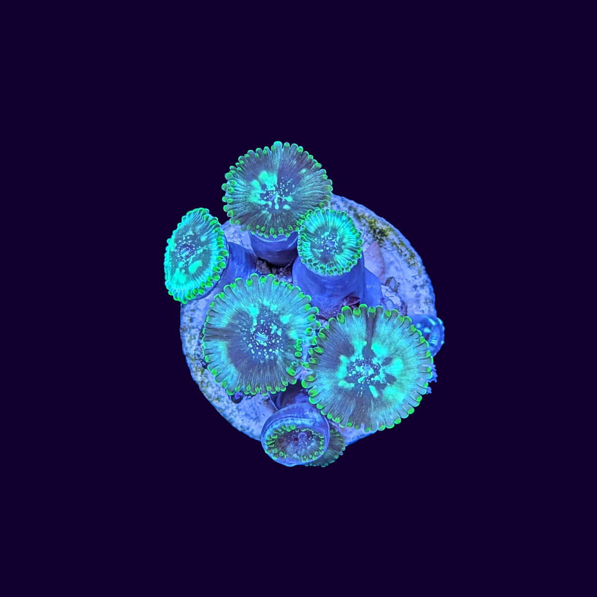 Hawaiian People Eater Zoa Frag