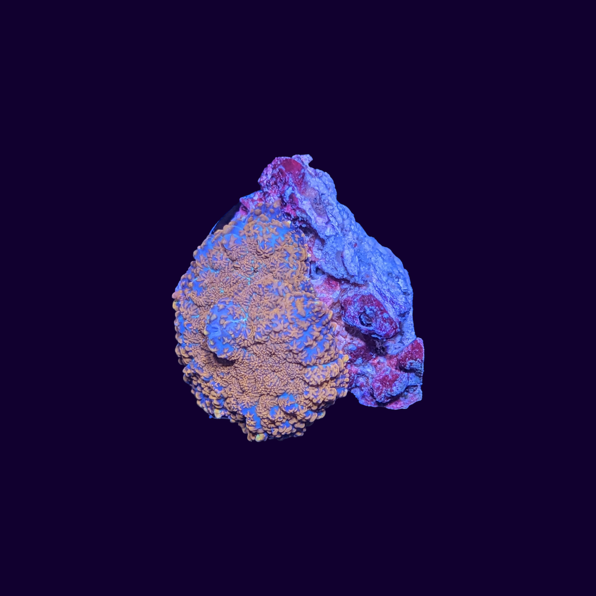 Rhodactis Mushroom