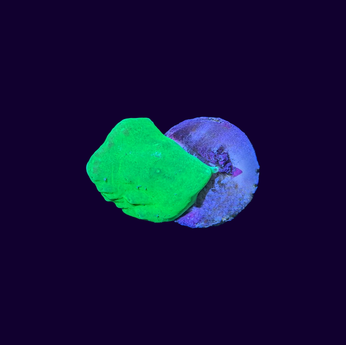 Green Sinularia Dura Cabbage Coral