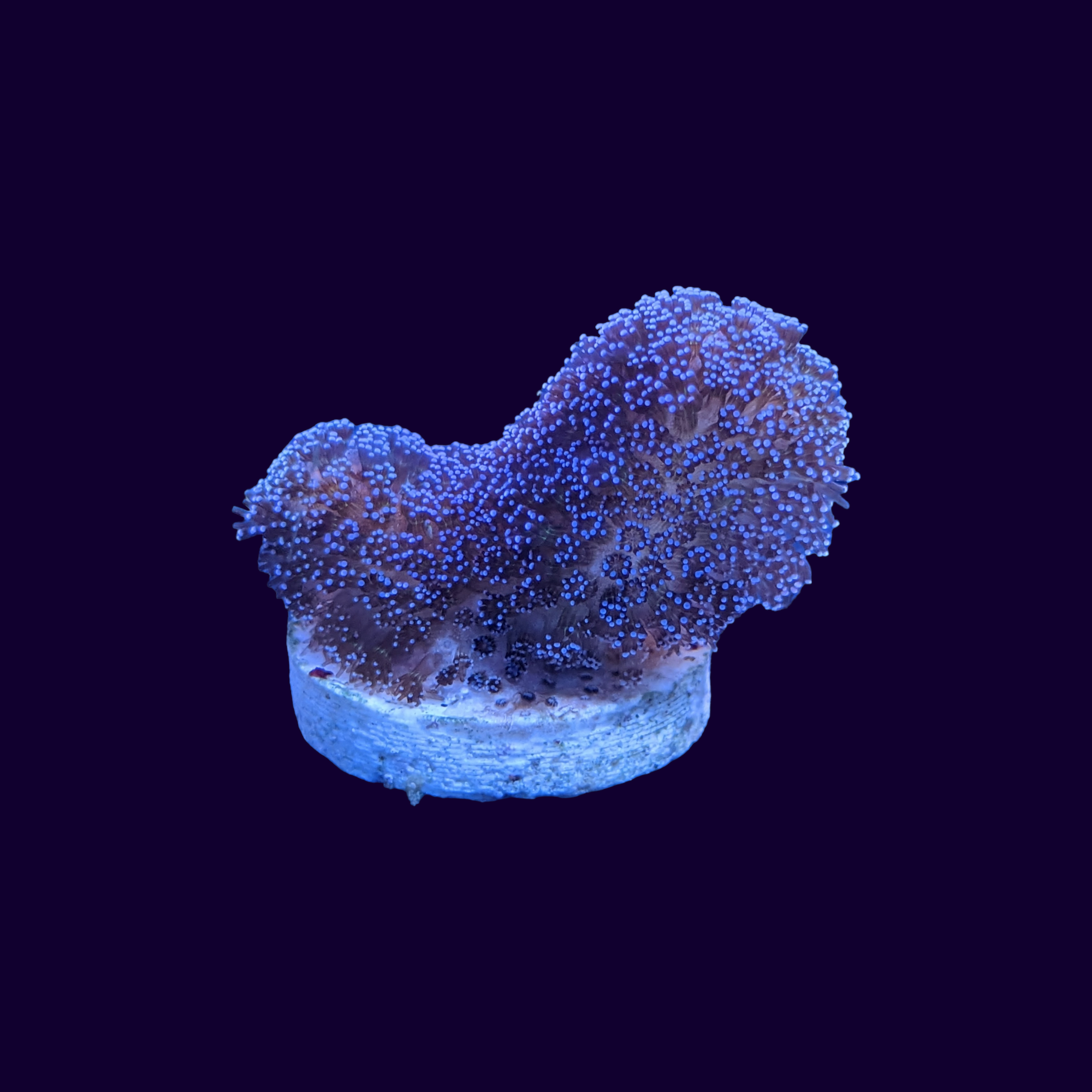 Blue Stylophora – thecoralcentre