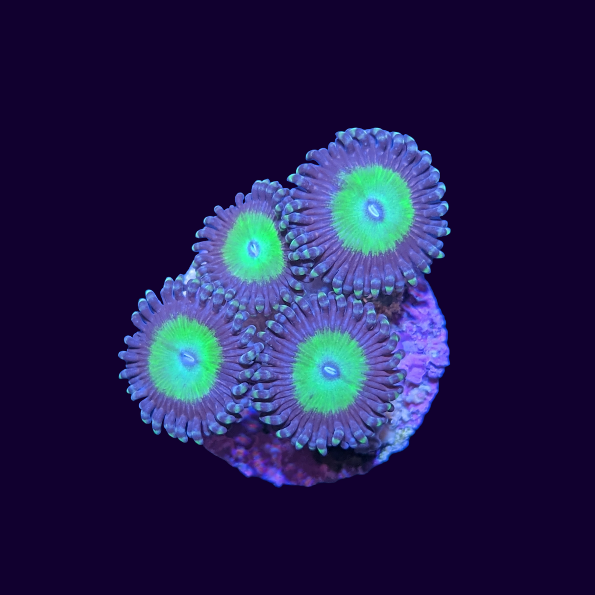 Candy Apple Zoa Frag