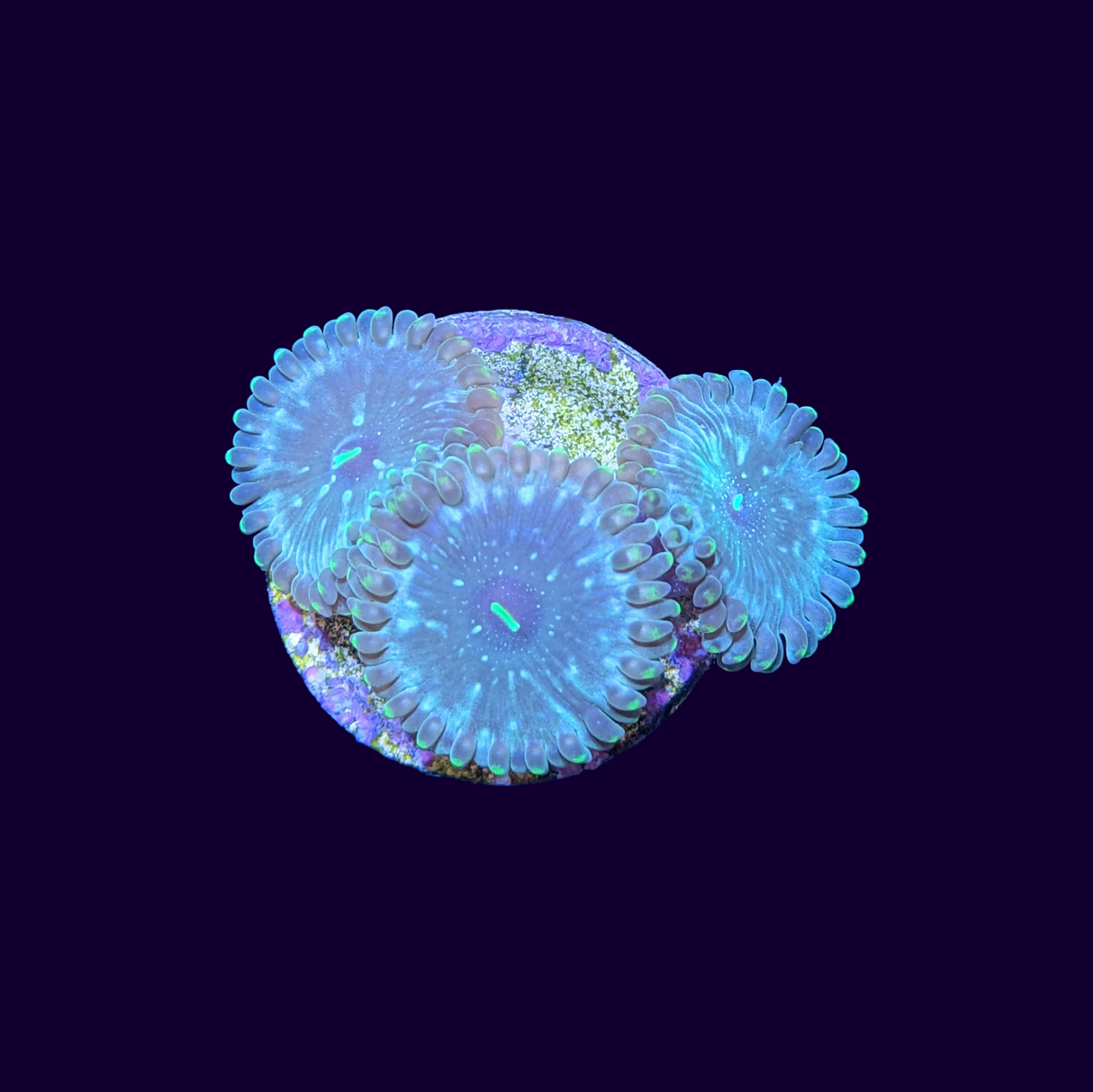 Hawaiian People Eater Zoa Frag