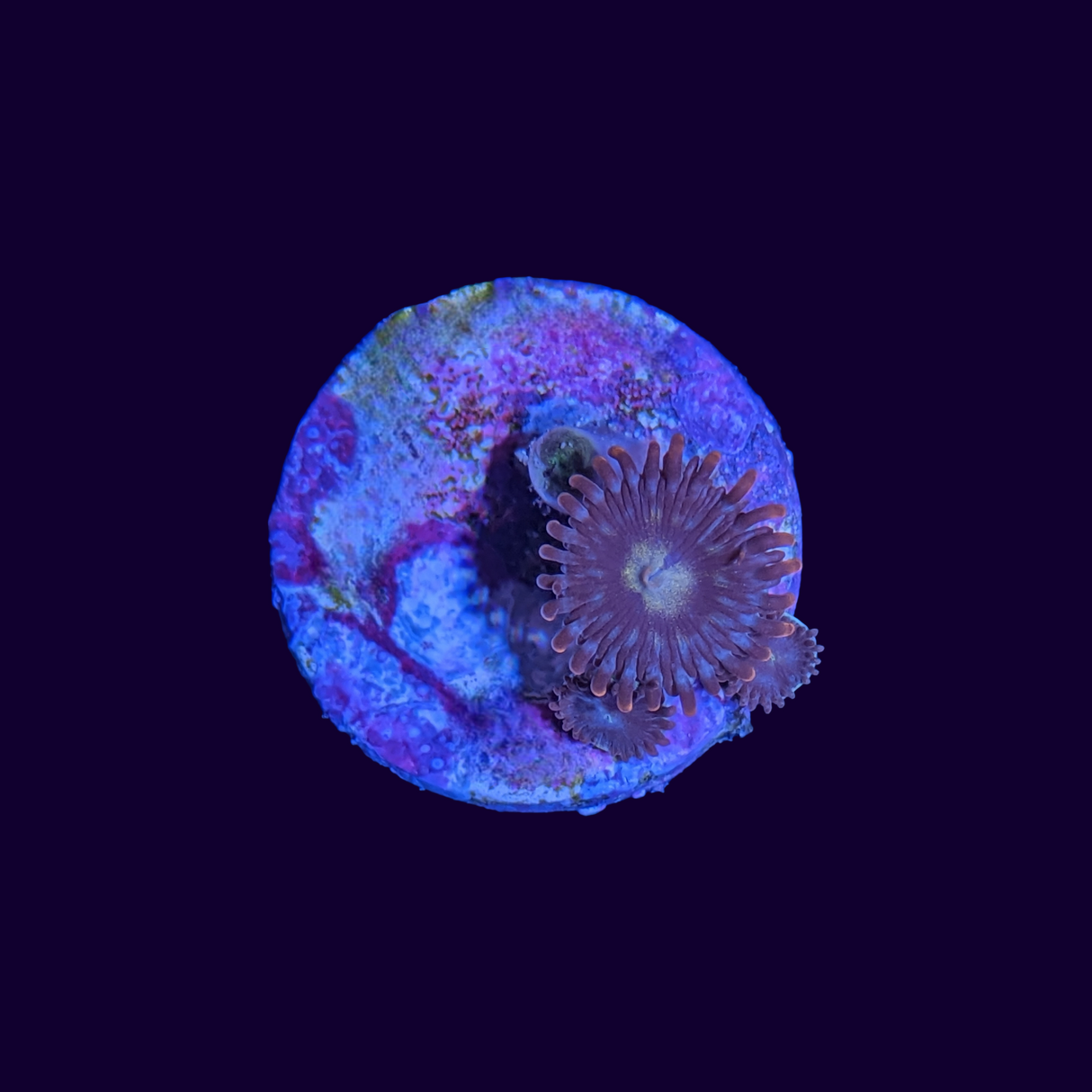 Zoa Frag (UK Grown)