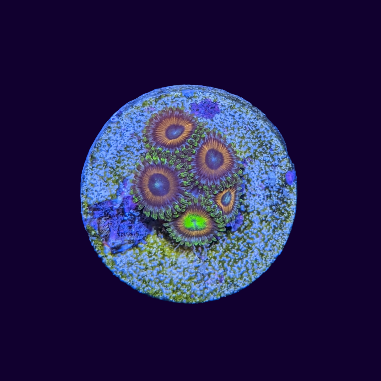 Eagle Eyes Zoa Frag