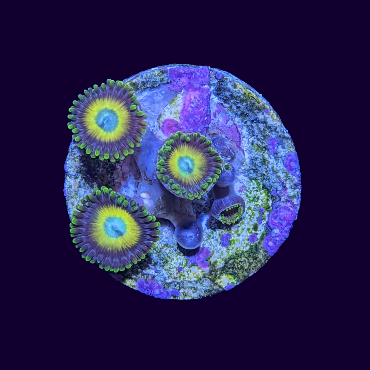 Scrambled Eggs Zoa Frag