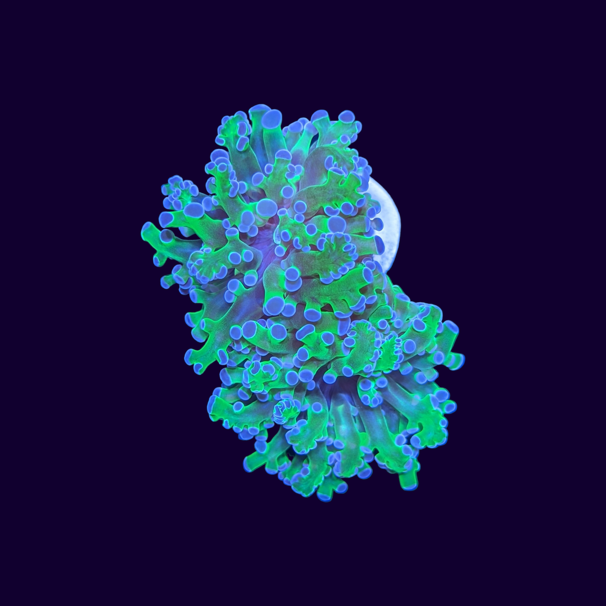 2 Head Purple Tip Frogspawn Frag (UK Grown)