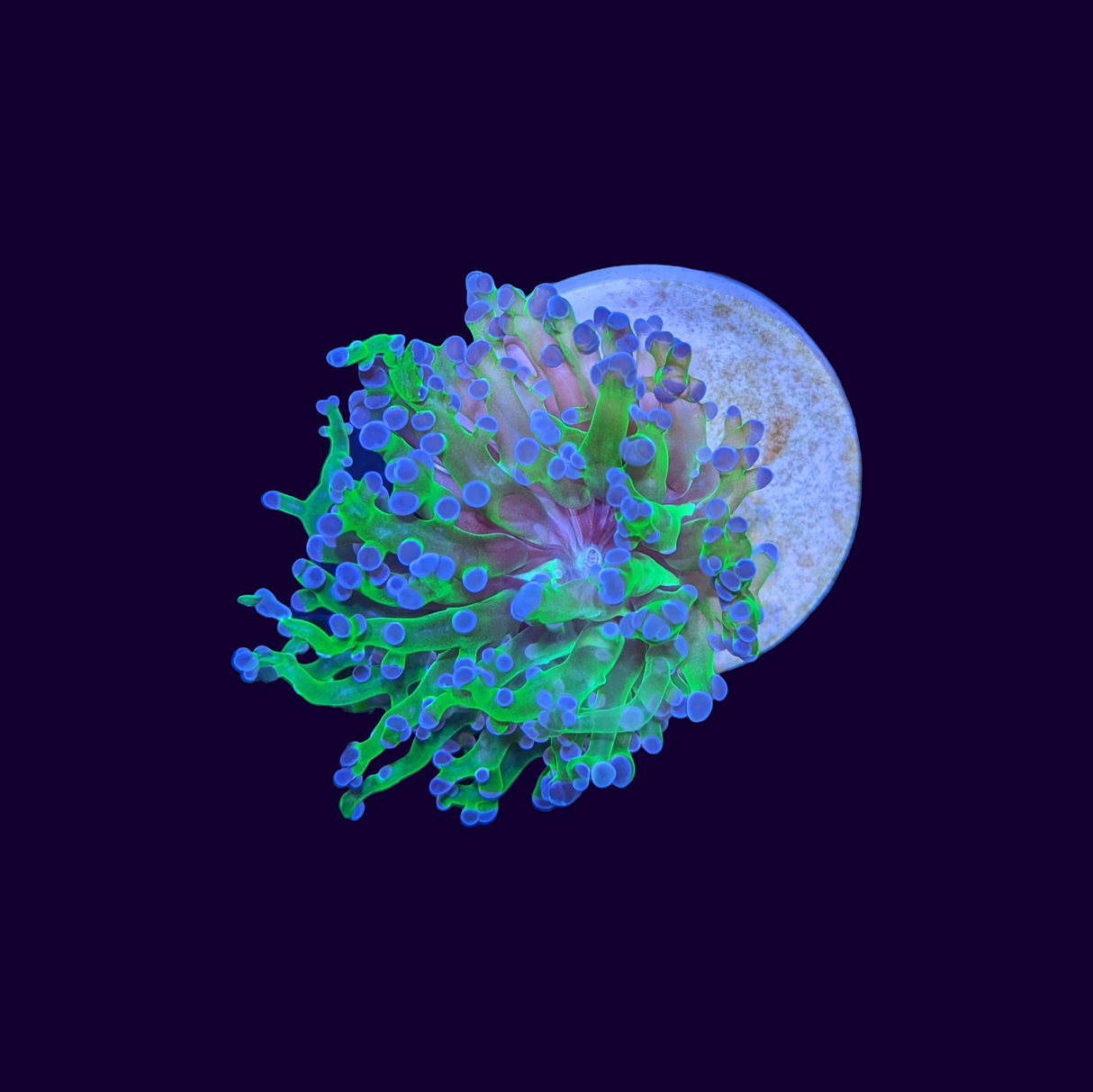 1 Head Purple Tip Frogspawn Frag (UK Grown)