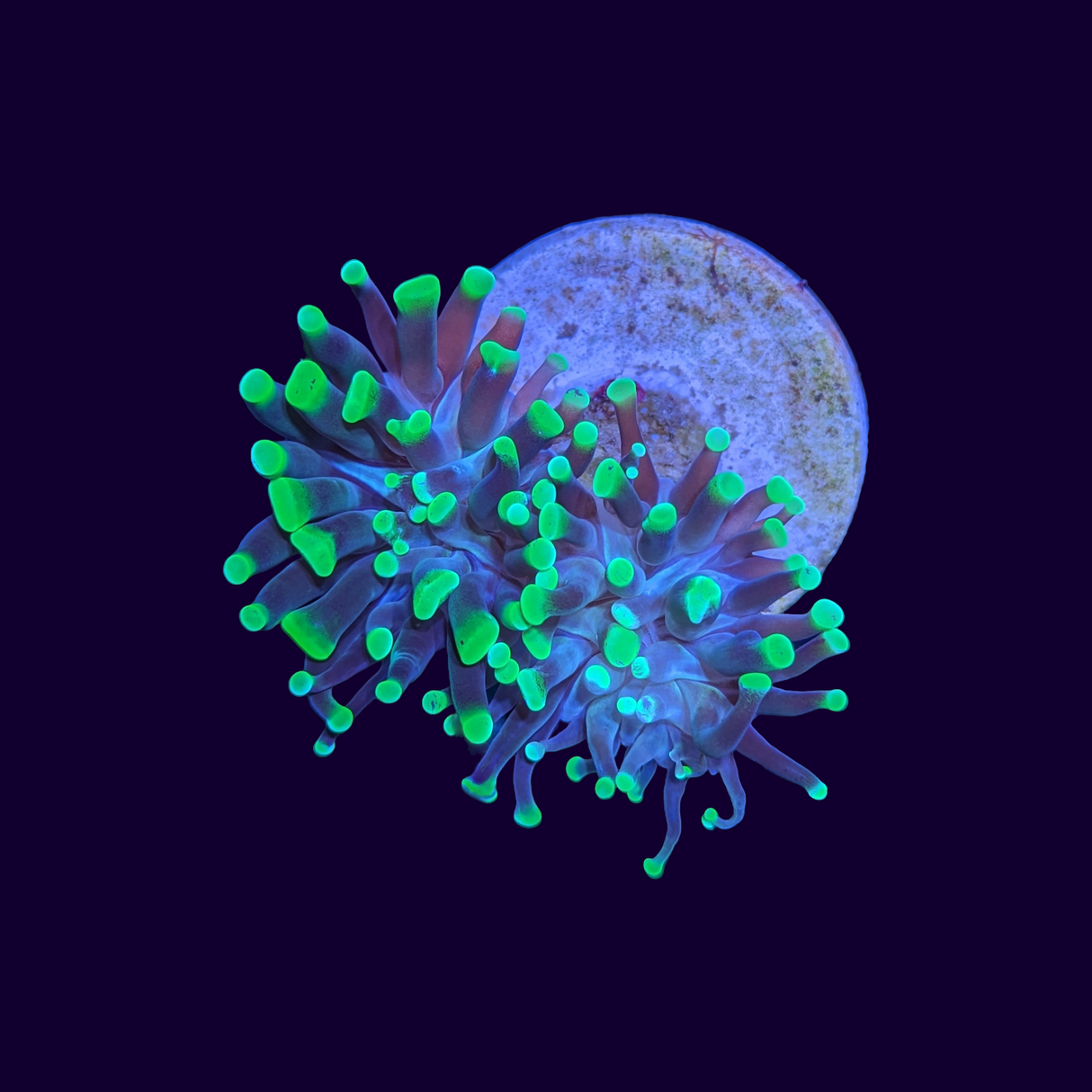 2 Head Green Tip Hammer Frag (UK Grown)