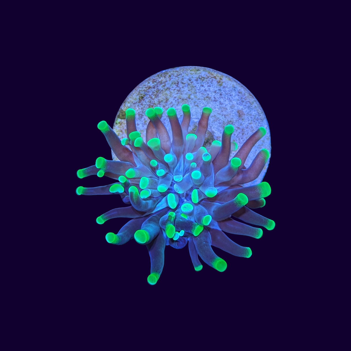 1 Head Green Tip Hammer Frag (UK Grown)