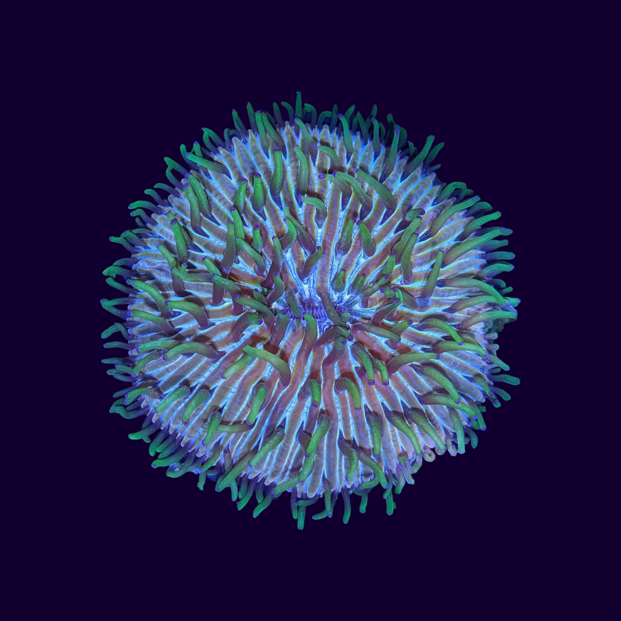 Green Fungia Plate (Collection only)