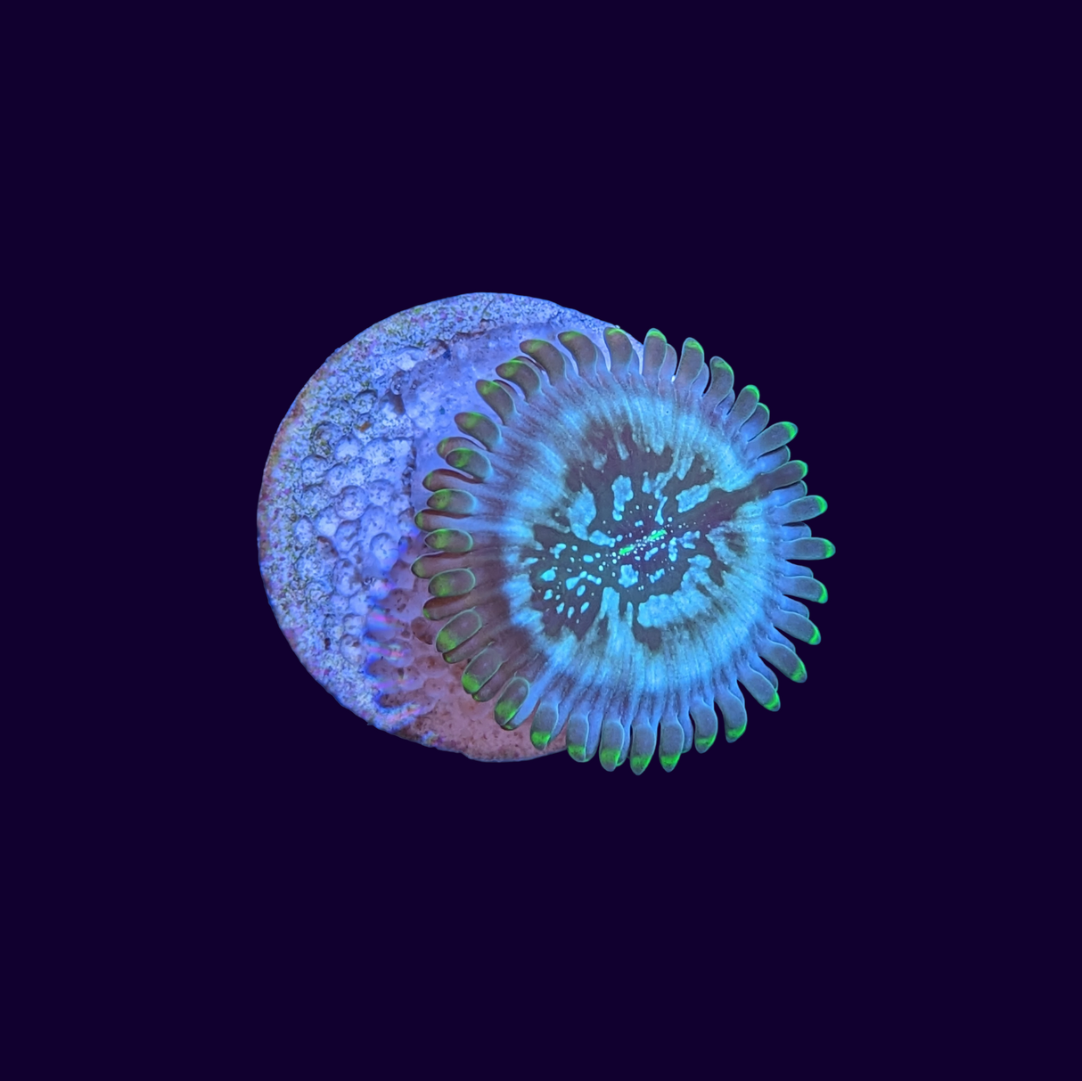 Hawaiian People Eater Zoa